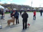 April 2022 Heartwalk, and dog show!